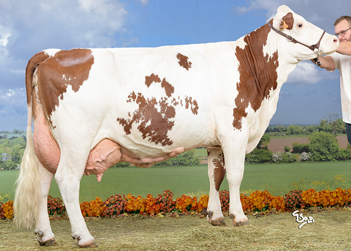 GALACTIQUE (Urocher/Rizoto/Faucon)