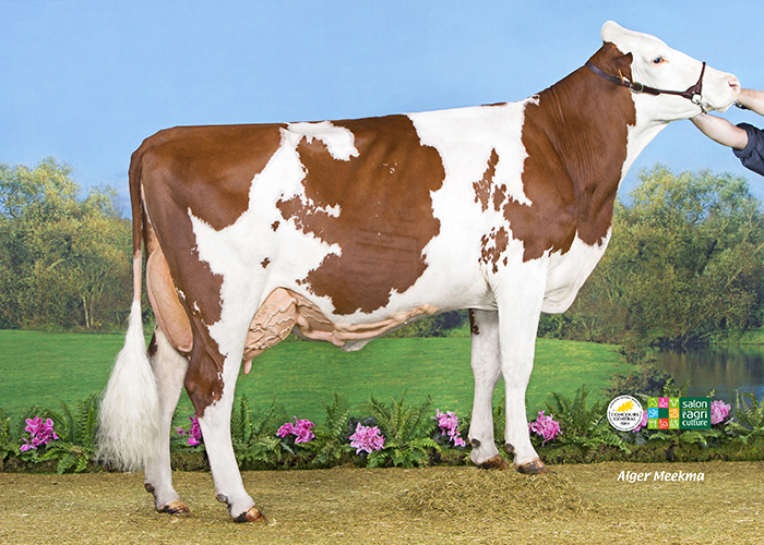 IDEALE (Felindra/Triomphe/Micmac)