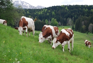 A robust cheesemaker cow in the mountains