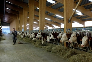 La Montbéliarde, 2ème race laitière de France